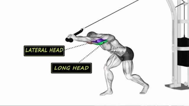 7 How to get a wider triceps  7 The perfect tricep exercises at gym