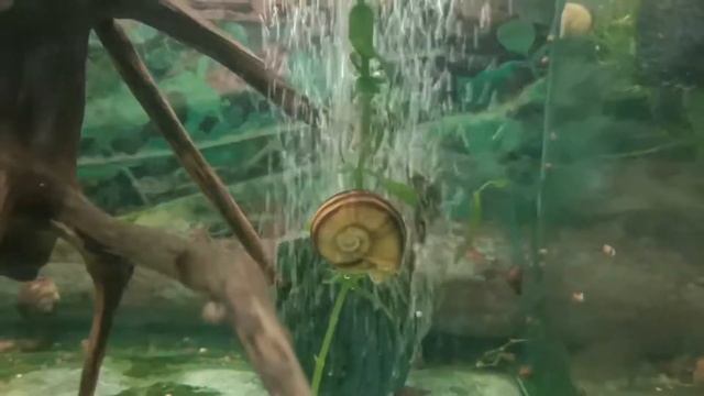 Аквариумные улитки часть 2.