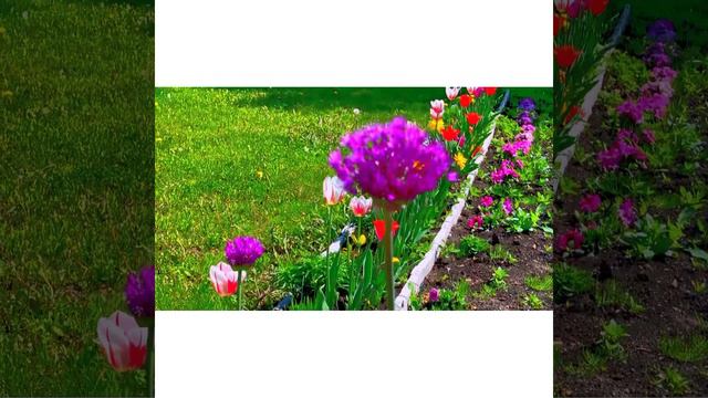 Summer Bloom @kenravlog7752