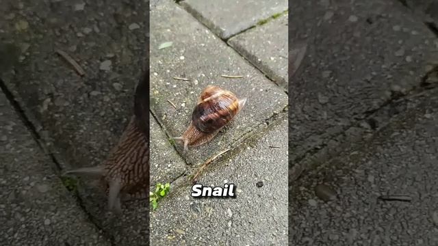 Snail - ?