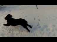 Восторженный жопник.