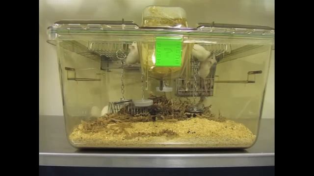 Mouse cage enrichment