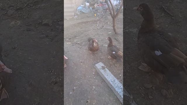 утиные песни и пляски