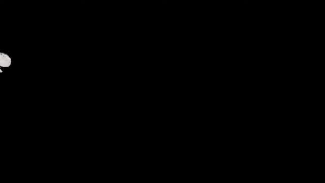 Бабочки 13