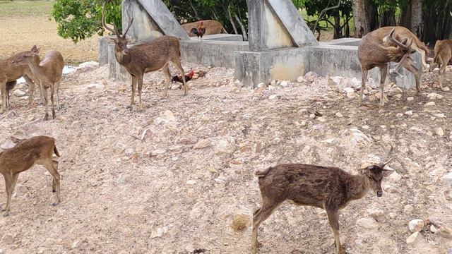 Парк с оленями в Чумпоне