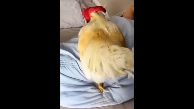 САМ СЕБЕ ХОЗЯИН ?