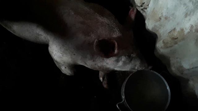 Канибализм у поросят.
