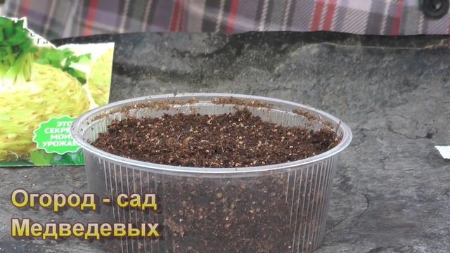 Самое время посеять корневой сельдерей