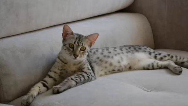 Египетская МАУ