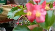 BEGONIA ANGEL WING PLANT PROPAGATION