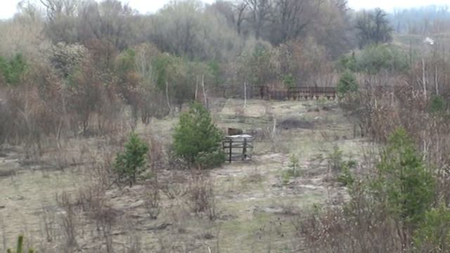 Первая притравка лайки по кабану.mpg