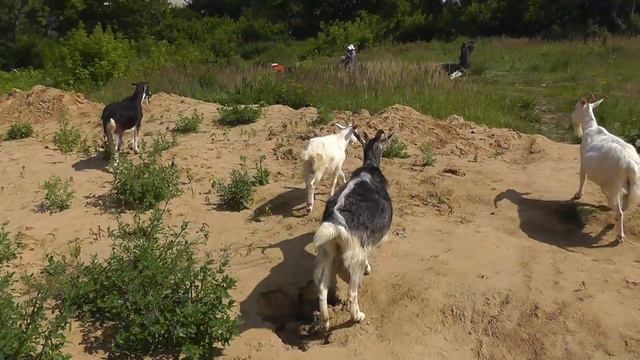 09.07.2015  Козы в Казани. У озера Средний Кабан 02965