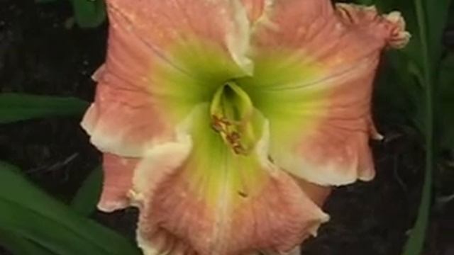 Лилейник daylily MISSISIPPI MAN