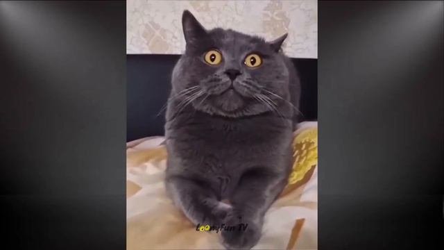 CoMpiLaTiOn DE ChAtS ET ChAtOns DrOLeS 2022🐾🤪