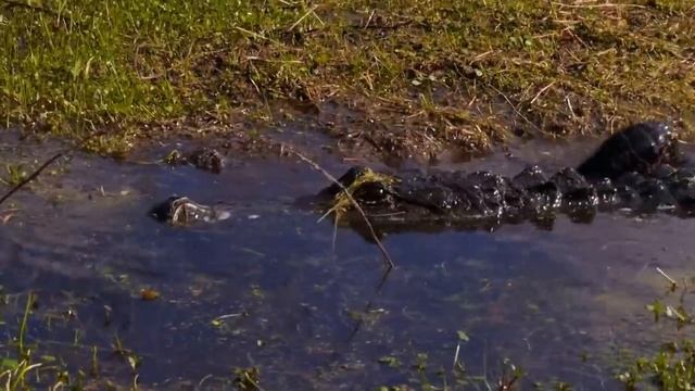 The Evolution of Crocodiles