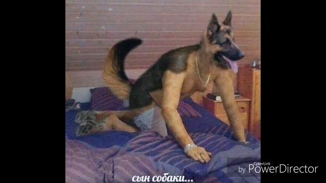 С друзьями бич маза фака факин seiri