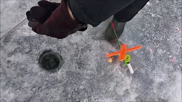 Отличный клёв форели на запуске, попытки ловли сига. Клёвое место лосиный остров Нижний пруд