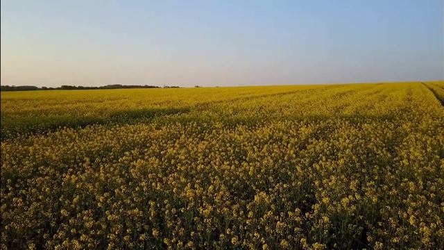 Mind Relaxing | Mediatation | Sleep Music | 60 fps | 4K