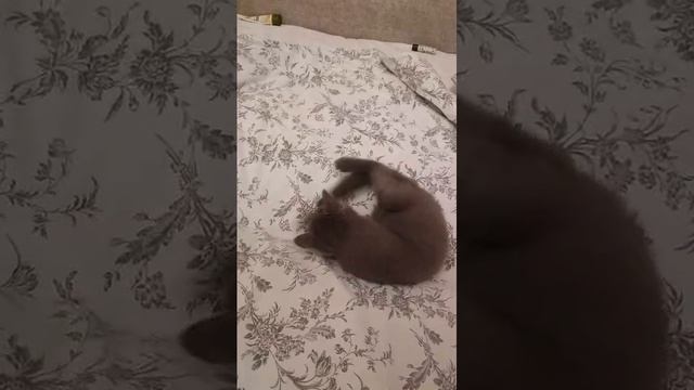 Ай какой кот у меня