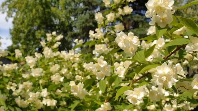 Philadelphus coronarius pustoryl věncový