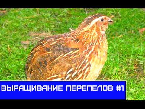 Разведение и содержание перепелов: инкубация, кормление, 1 - 12 день.