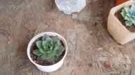 || SUCCULENT FAQ 21 || DO SUCCULENTS PREFER MORNING OR AFTERNOON SUNLIGHT ? ||