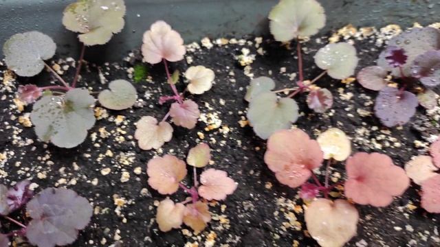 Гейхера из семян...сеянцы начинают менять окрас...#гейхера#изсемян#размножение#окраслистьев#сорт#