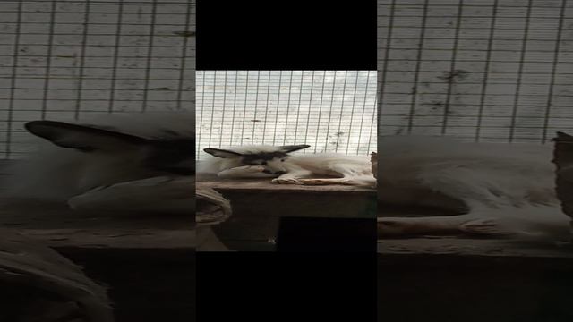 Животные на страусином ранчо.