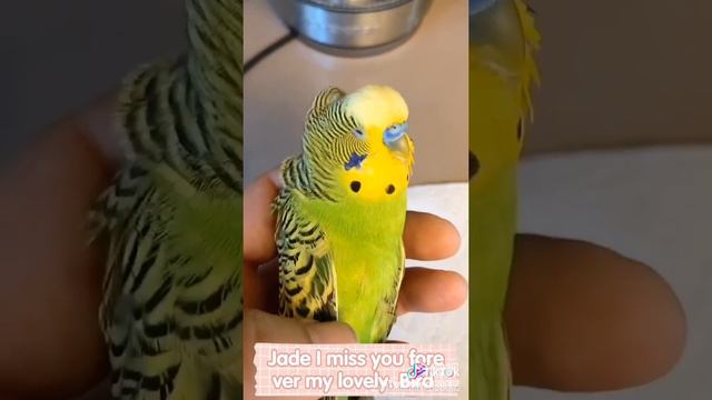 Heart broken for my lovely budgie “ Jade “ suddenly death after 2 years fantasy time