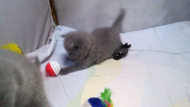 Британские котята, 4 недели (Litter-F2)