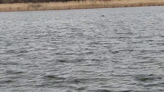 НОВАТА V020 40т.GPS  ПЪРВИ ТЕСТ НА ВОДА