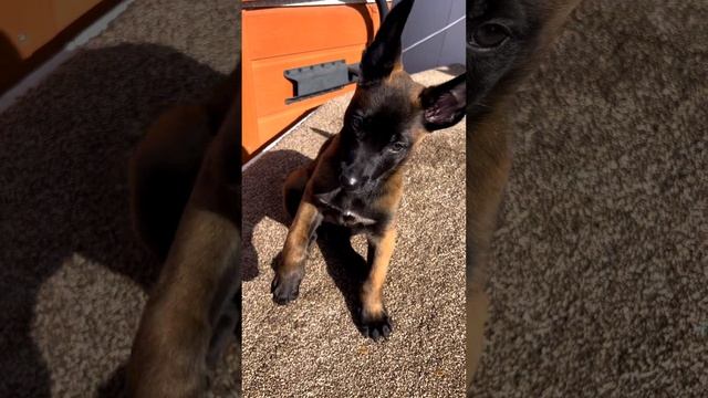 VID_20230321_191556_951.mp4