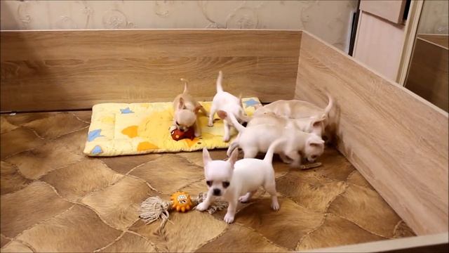 щенки чихуахуа