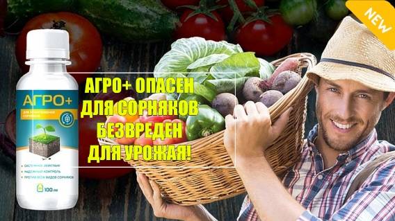 💯 Как повысить урожай огурцов в открытом грунте народными средствами 👍 Отзывы о биогард средство