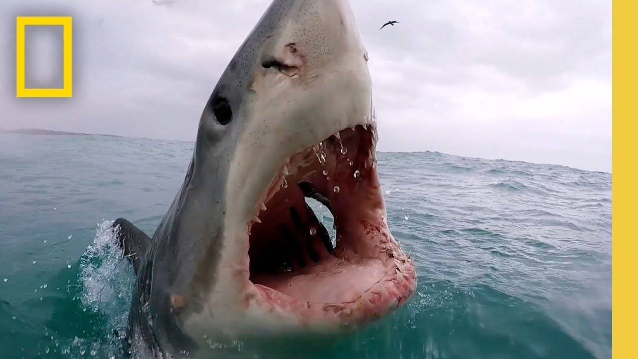 Sharkfest Cinematic - Official Trailer | National Geographic