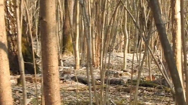 Ласка в Битцевском лесу