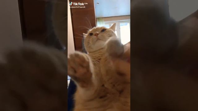 #Какое твоё любимое животные 😊😊