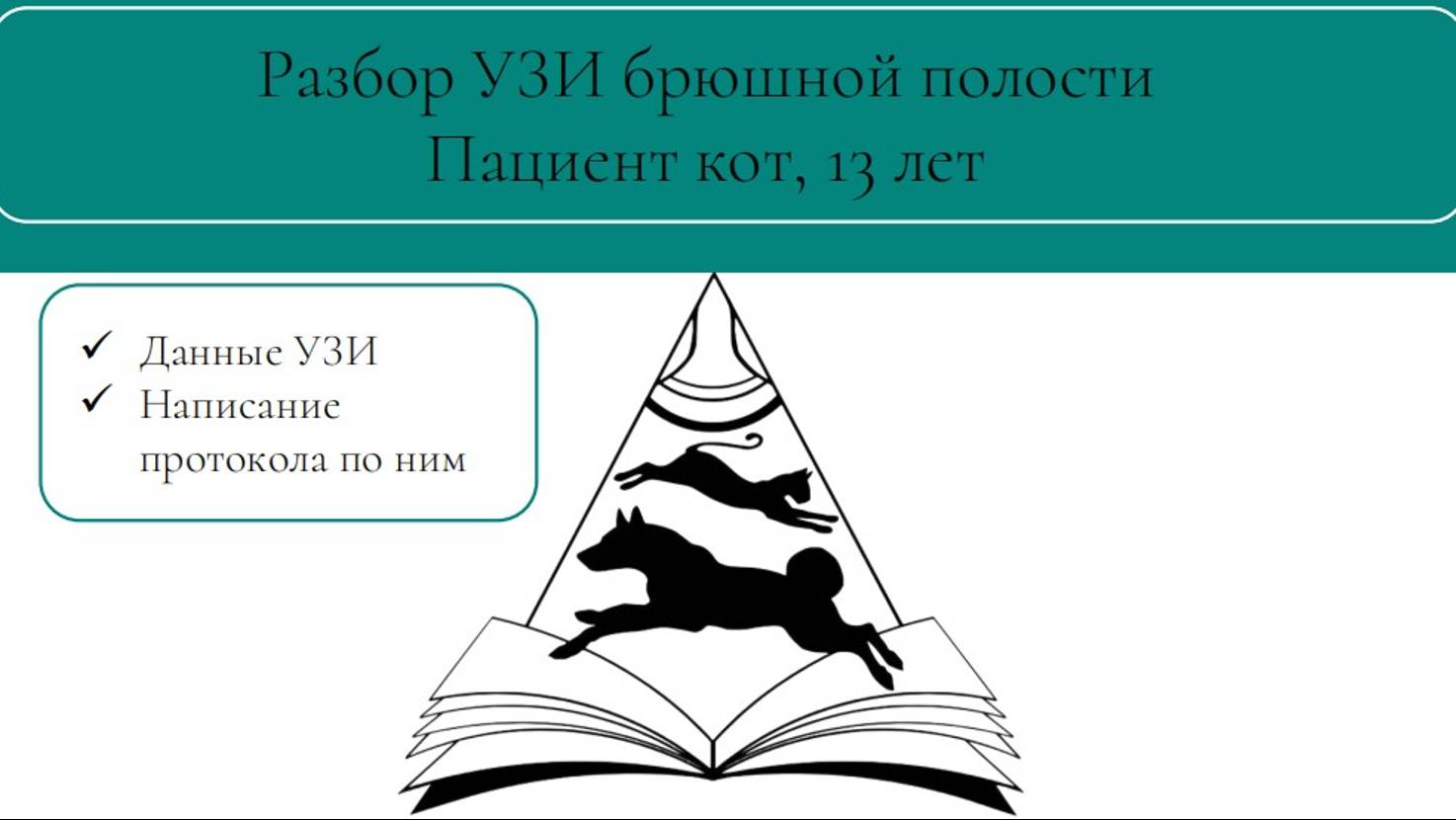 Обзорное УЗИ брюшной полости кошке | Разбор протокола и заключения |Дисплазия почки |Фиброз кишки