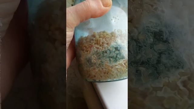 триходерма вериде.