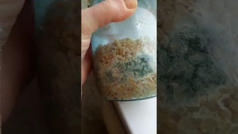 триходерма вериде.