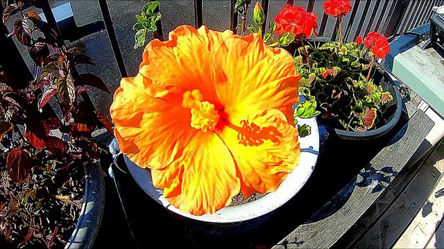 Geranium & Hibiscus  1   WVO