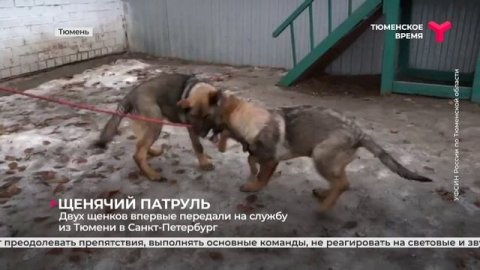Передача щенков на службу из Тюмени в Санкт-Петербург.