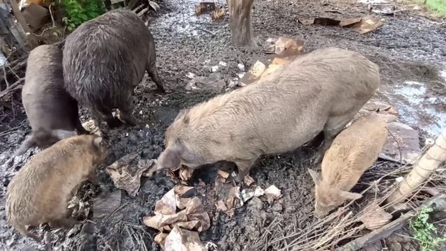 Спасаю свиней от потопа