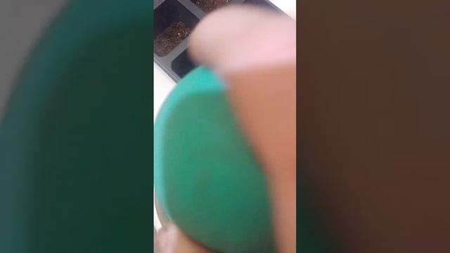 Пересадка петуний в касеты.