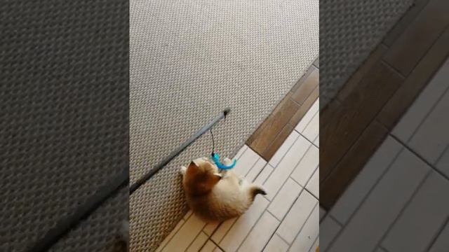 Котёнок Мия