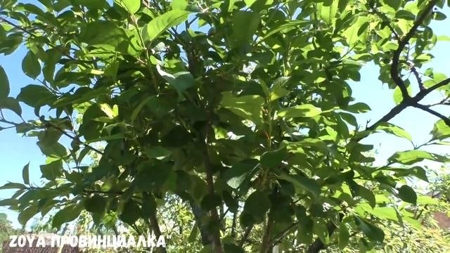 Деревня в Сочи Как природа Как погода Что растет Сад Огород sochi сад огород обзор garde