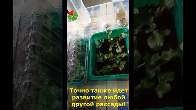 "Живое удобрение" - волшебная органика!