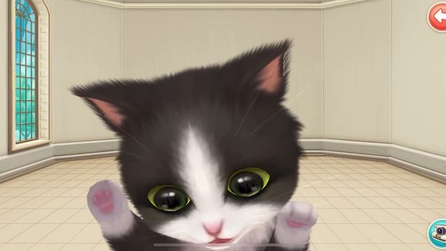 Little Kitten Adventure Games - Kitten Match  Care for your pet kitty - Cats need a home