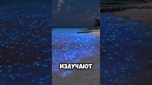Светящиеся пляжи на Мальдивах #Shorts