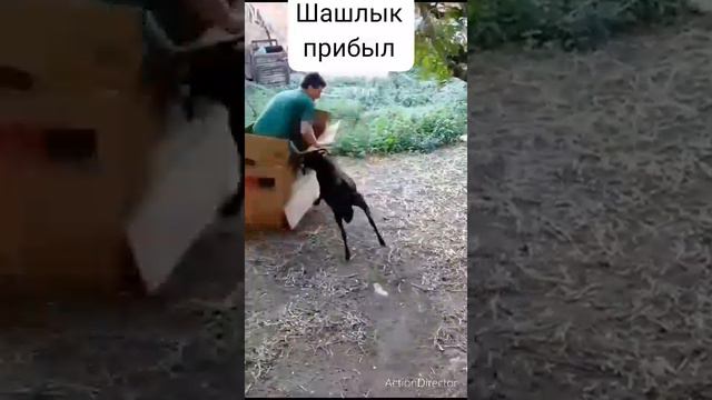 Бараны в действии